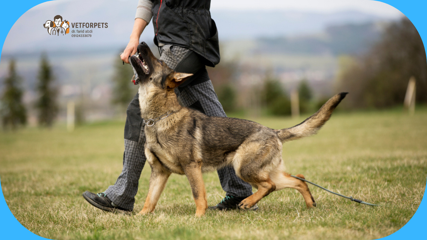 آموزش ژرمن شپرد