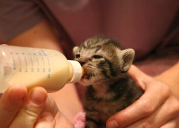 شیر دادن به بچه گربهها