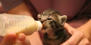 شیر دادن به بچه گربه‌ها