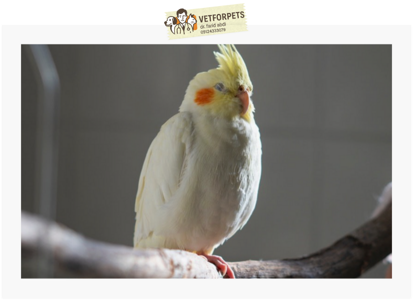 پف پرها و غذا نخوردن عروس هلندی