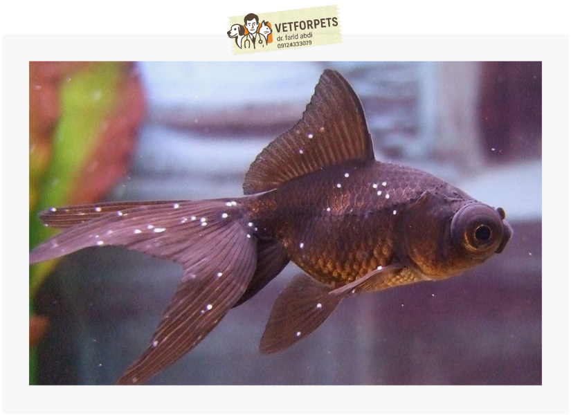 لکه های سفید روی ماهی