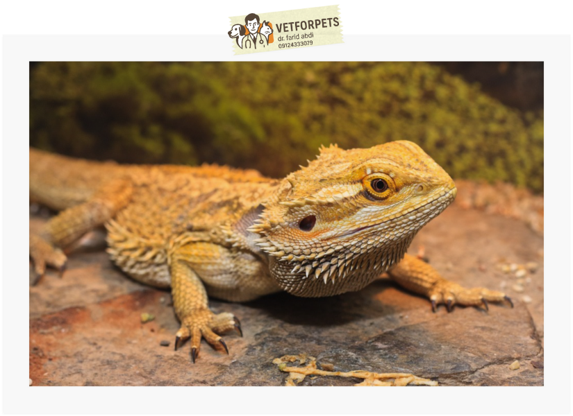 بیردد دراگون (Bearded Dragon)