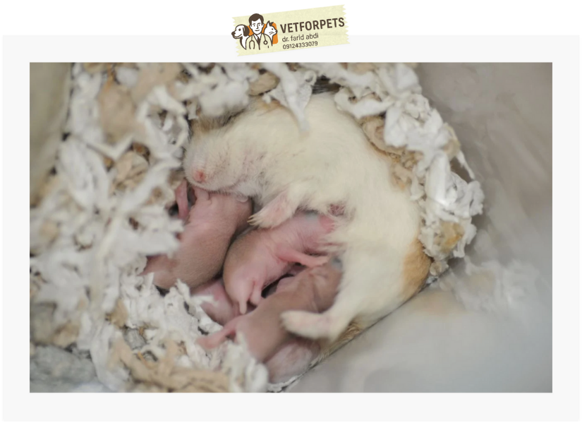 شیردهی بعد از بارداری همستر ها