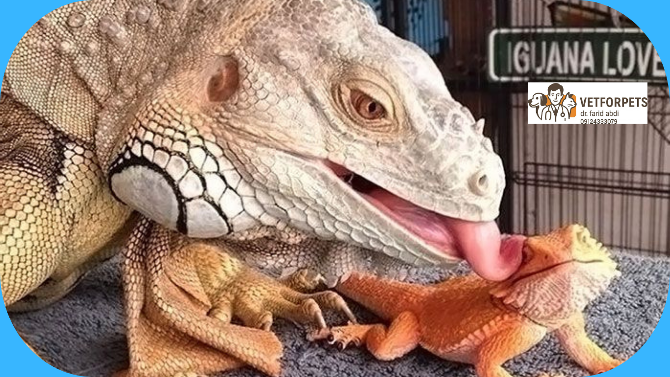 رشد و تکامل ایگوانا