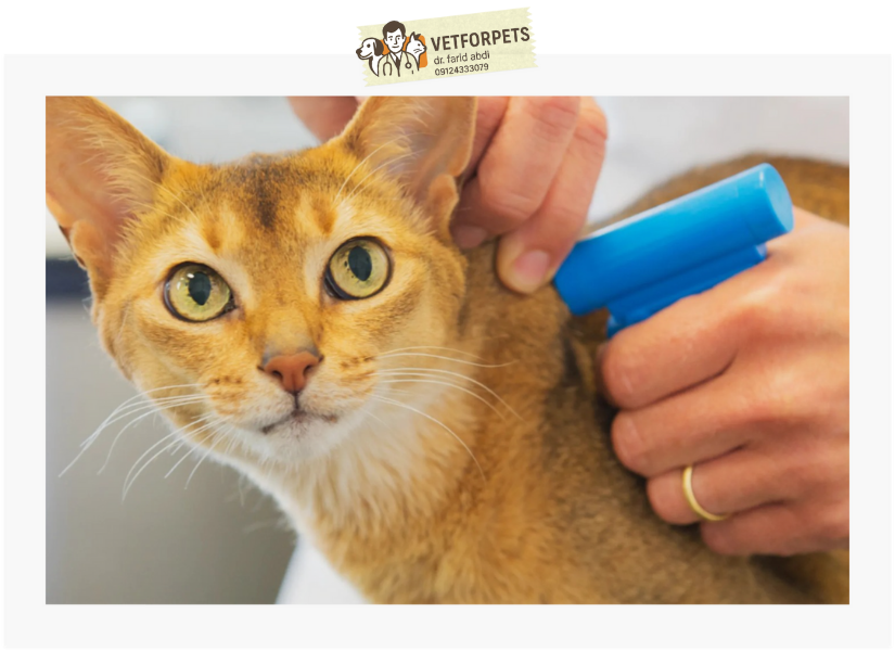 تزریق راحت و بدون خونریزی میکروچیپ