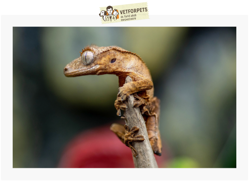 مارمولک کرت گکو