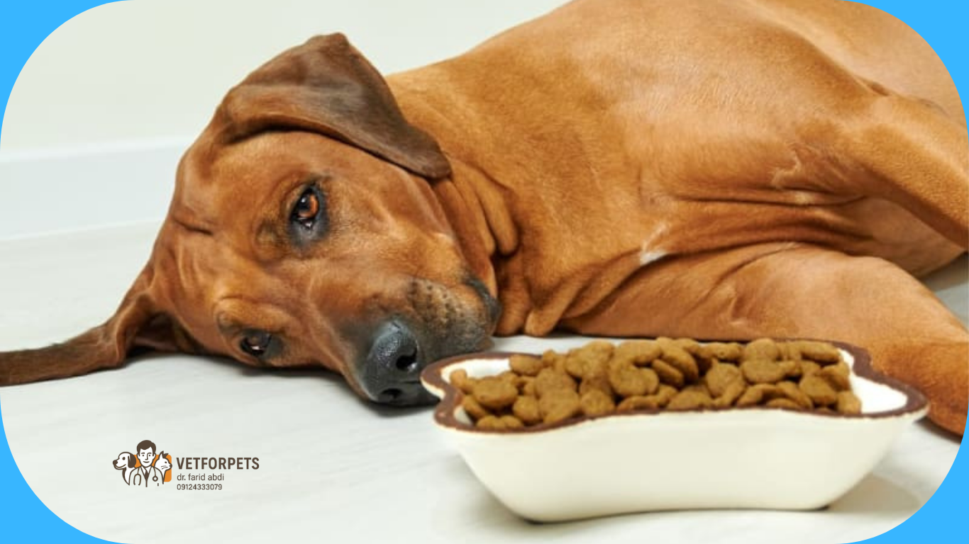 افسردگی در سگ و کم اشتهایی