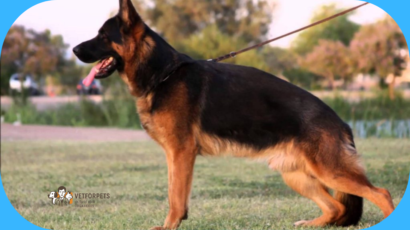 ژرمن شپرد شولاین