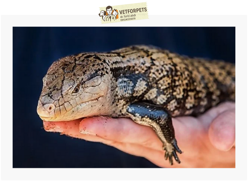 مارمولک بلو تانگ اسکینک