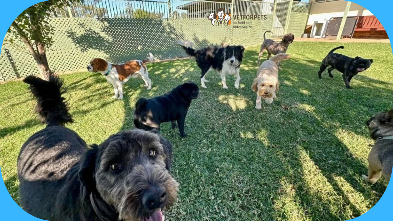 مزایا پانسیون سگ