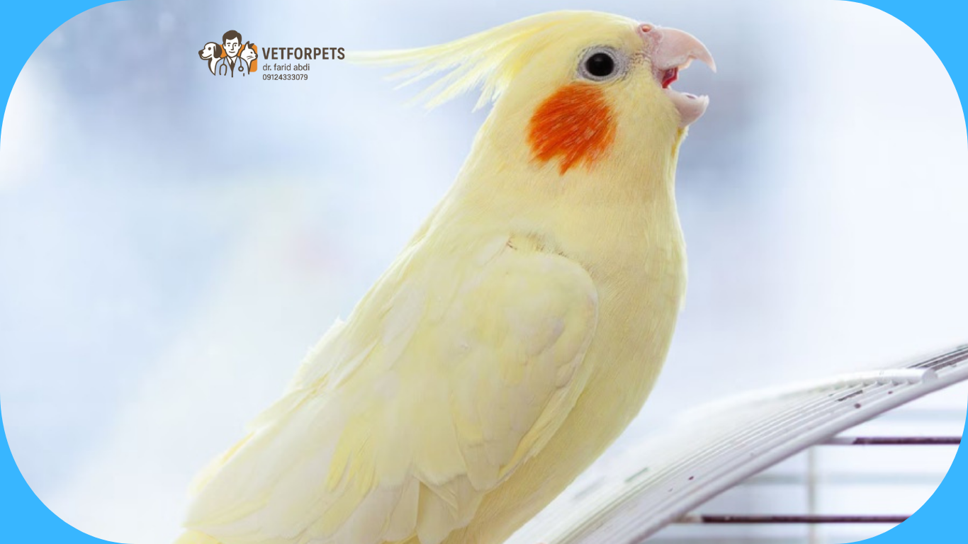 جیغ کشیدن عروس هلندی