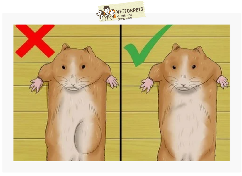 تورم شکم در بارداری همستر