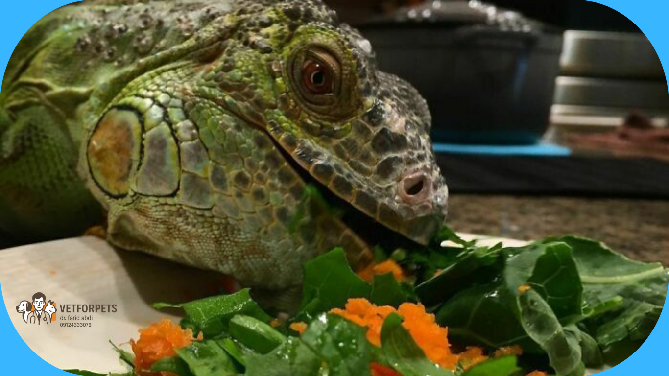 تغذیه ایگوانا