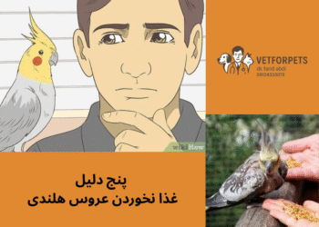 غذا نخوردن عروس هلندی