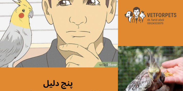 غذا نخوردن عروس هلندی