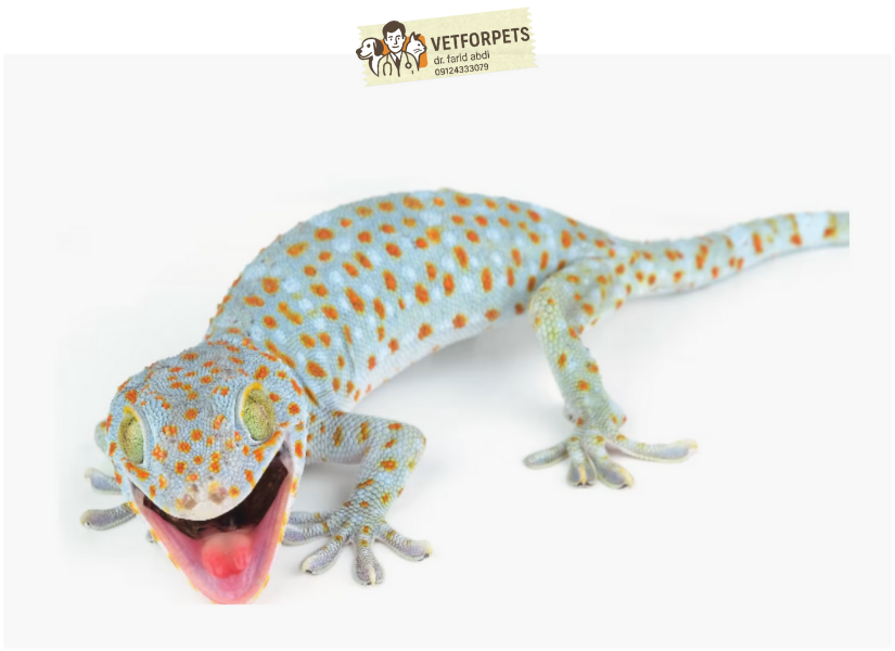 توکای گکو (Tokay Gecko)