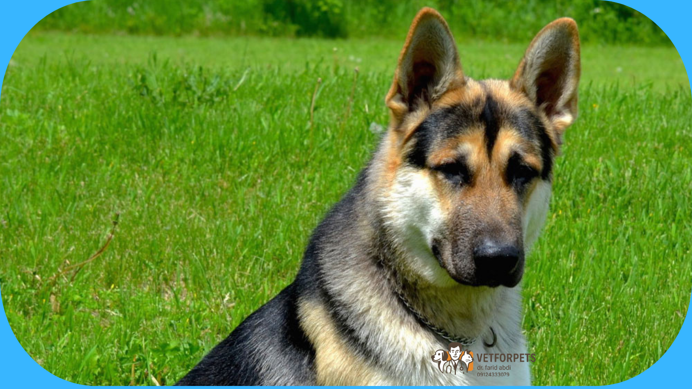 ژرمن شپرد مو کوتاه