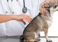 واکسیناسیون سگ ها