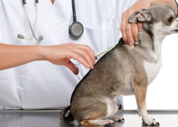 واکسیناسیون سگ ها