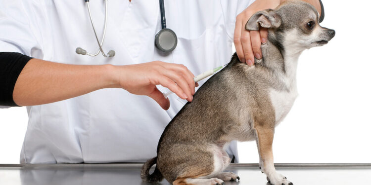 واکسیناسیون سگ ها