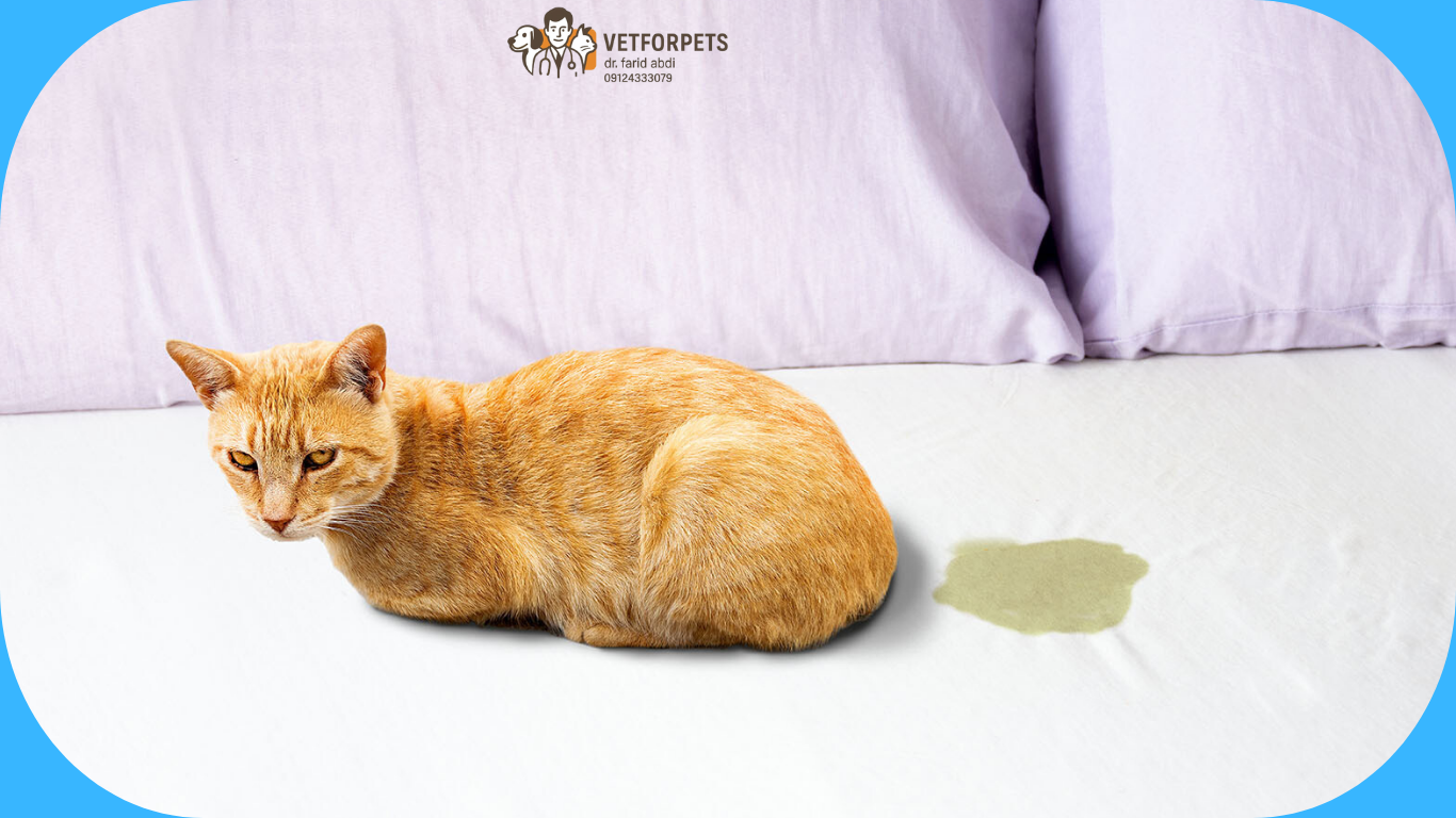 خطای دستشویی گربه