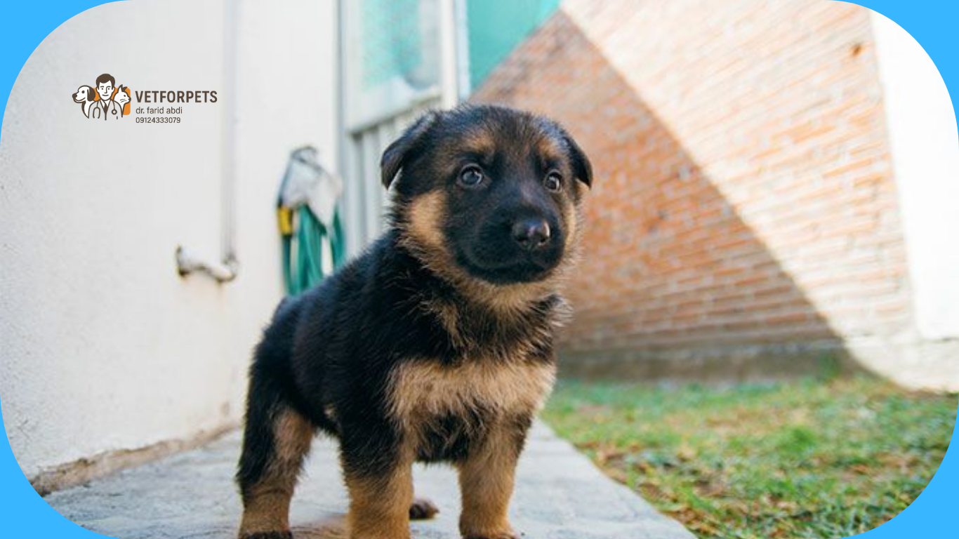 توله ژرمن شپرد