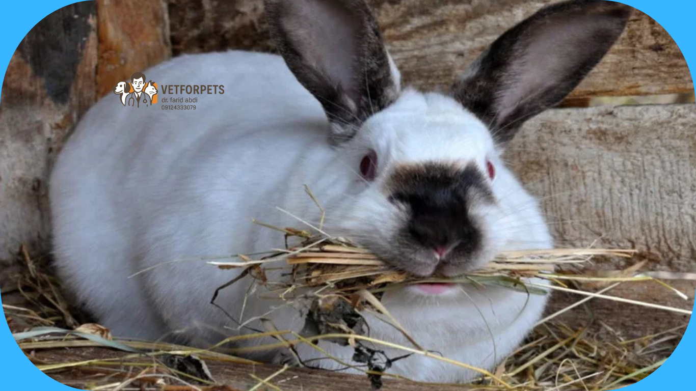 لانه سازی قبل از زایمان خرگوش