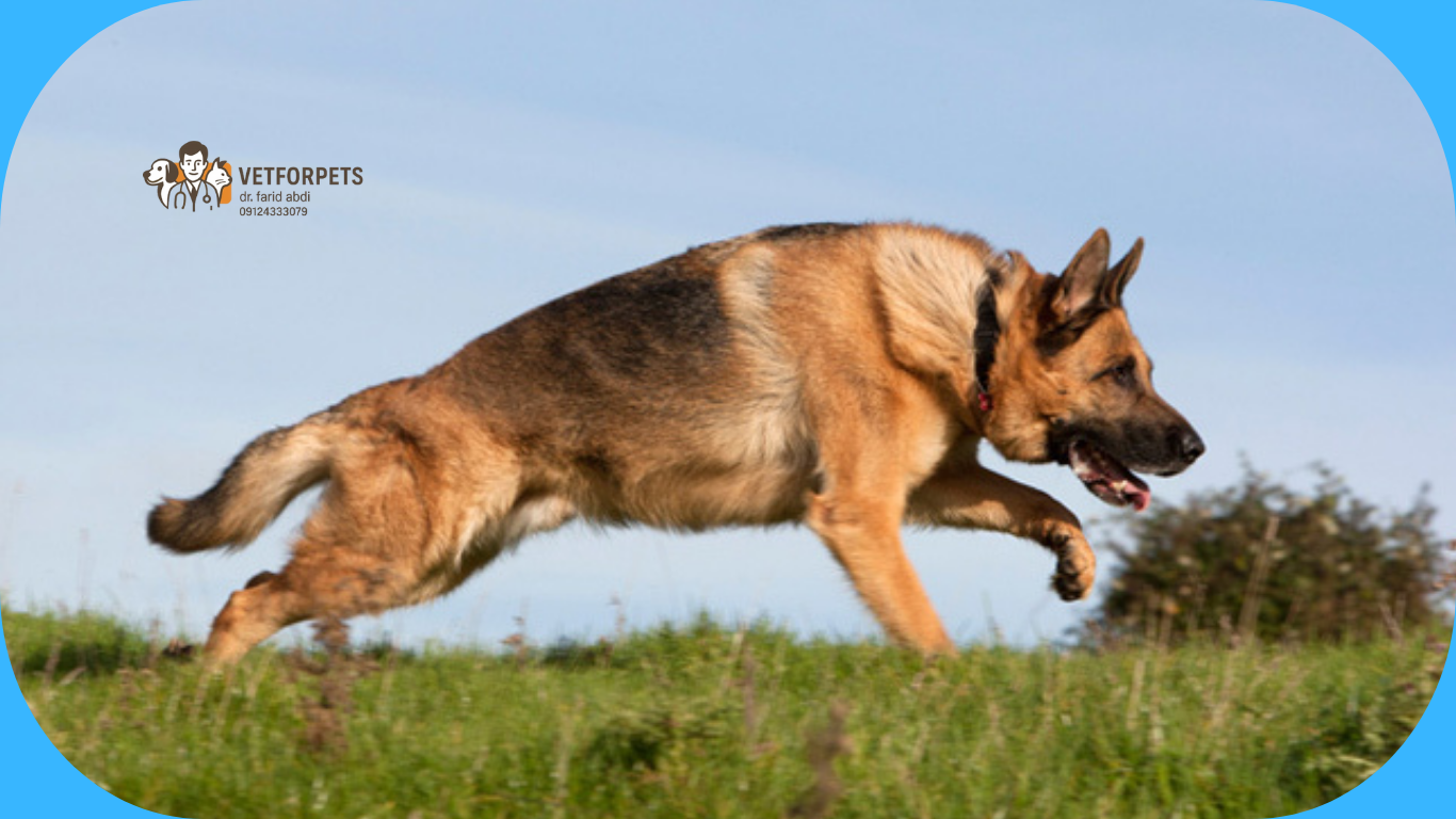 انرژی بالای ژرمن شپرد