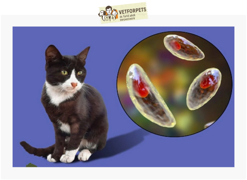 باور نازایی یا خطر بارداری بر اثر تماس با گربه، از بیماریای به نام توکسوپلاسموز (Toxoplasmosis) نشأت گرفته است.