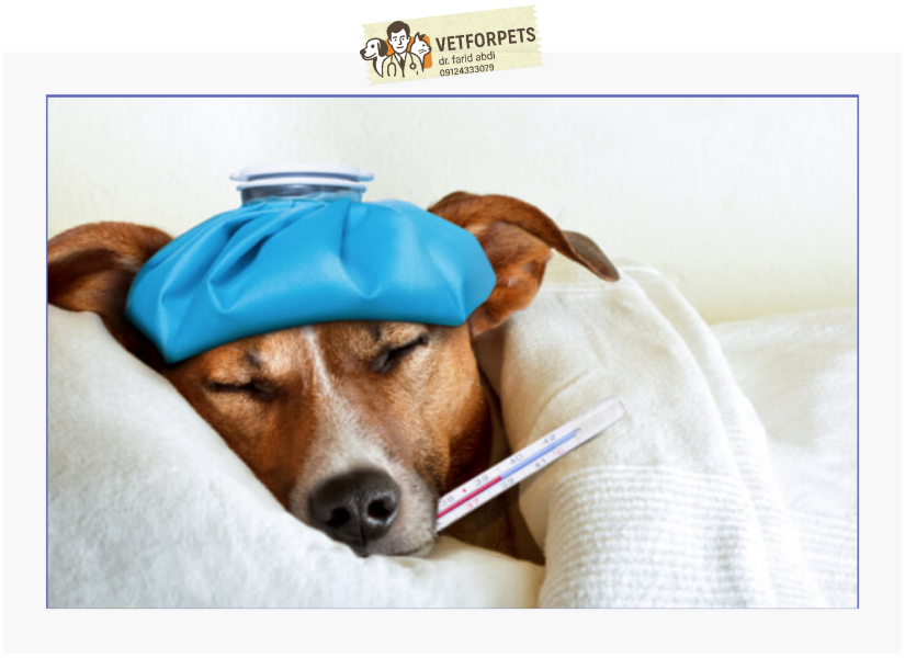 بیماریهای کشنده در سگ‌