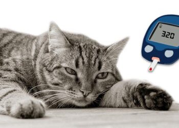 دیابت در گربهها