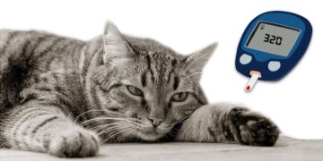 دیابت در گربه‌ها