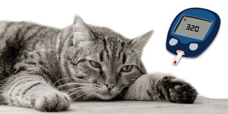 دیابت در گربهها