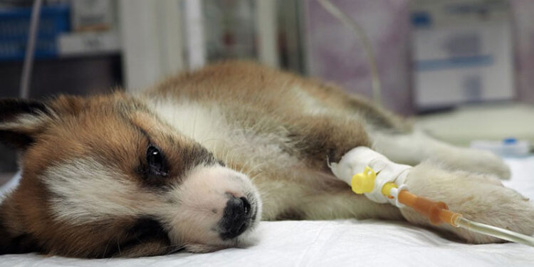 بیماریهای کشنده در سگ‌