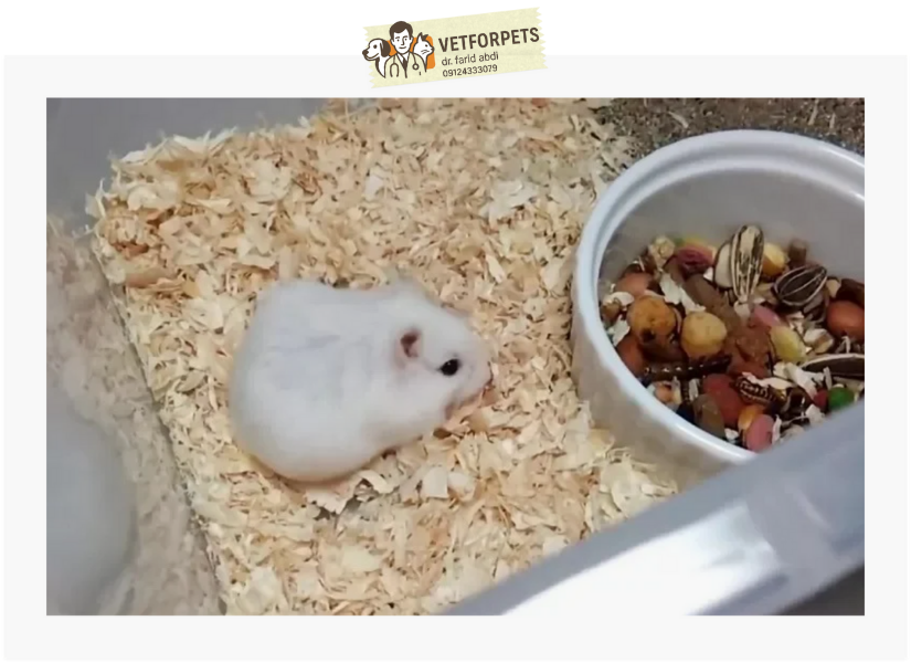 جداسازی بعد از بارداری همستر