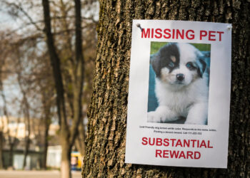 حیوان گمشده