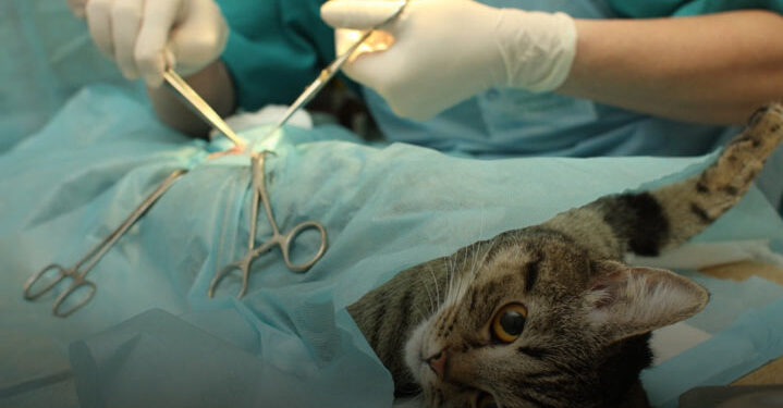 عقیمسازی حیوانات خانگی