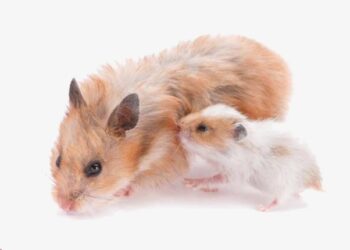 بارداری همستر