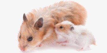 بارداری همستر