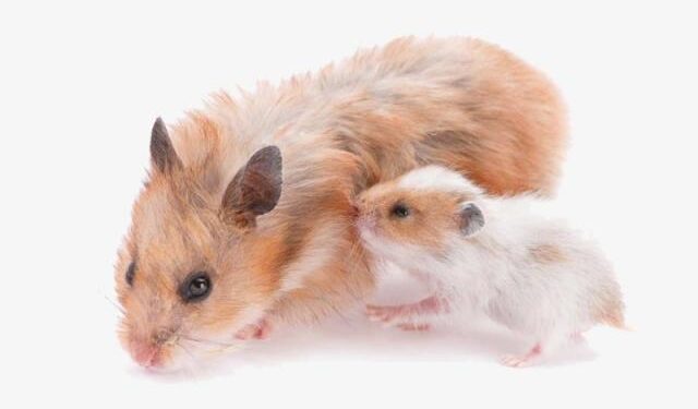 بارداری همستر