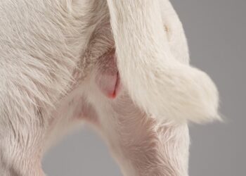 پریود در سگ