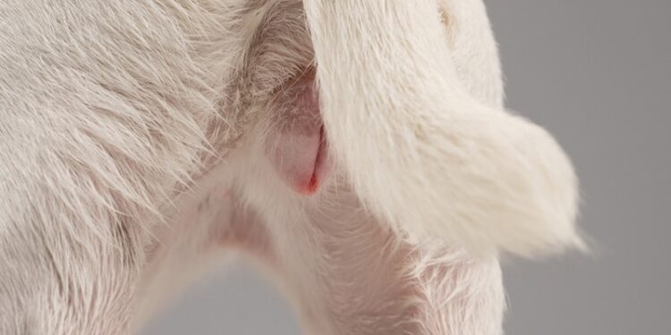 پریود در سگ