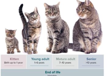 طول عمر گربه
