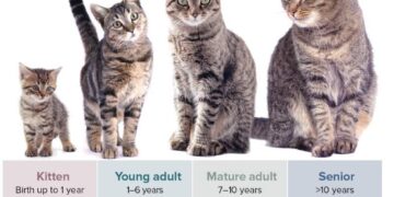 طول عمر گربه