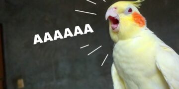 جیغ کشیدن عروس هلندی