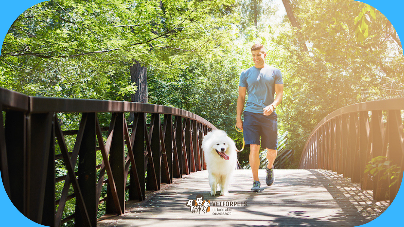پیاده روی راهکاری برای کمک به افسردگی سگ