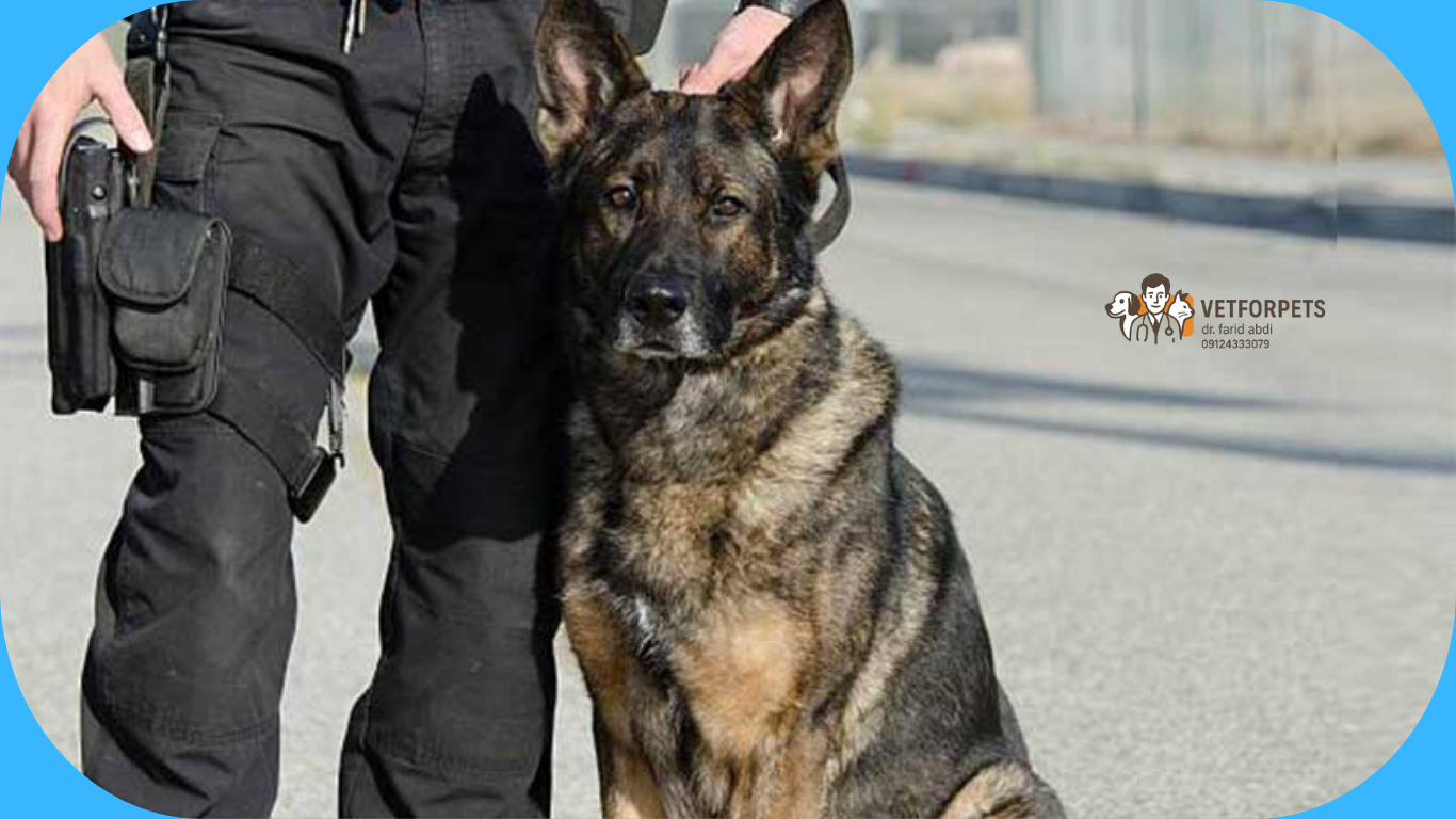 ژرمن شپرد سگ پلیس