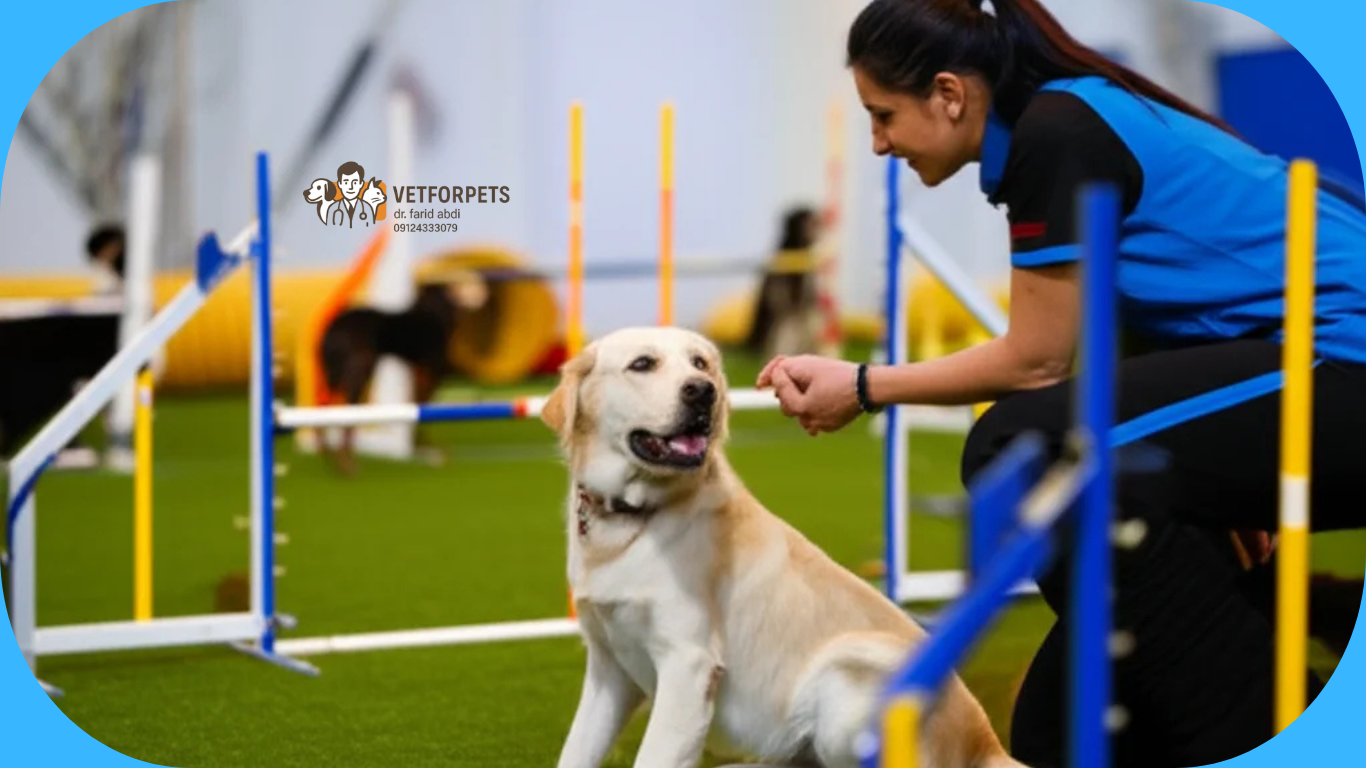 پانسیون آموزشی سگ