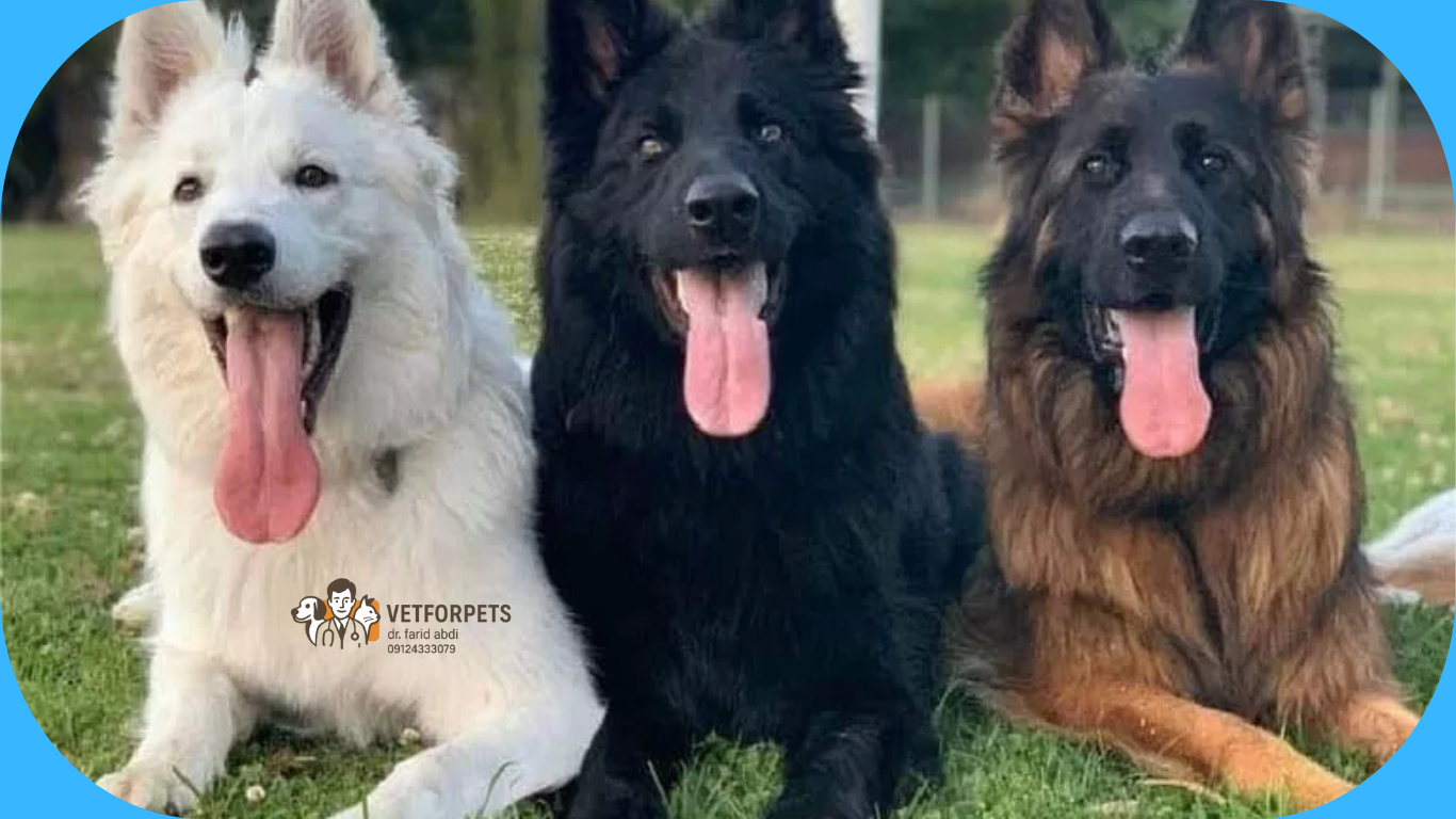 رنگ های مختلف پوشش ژرمن شپرد