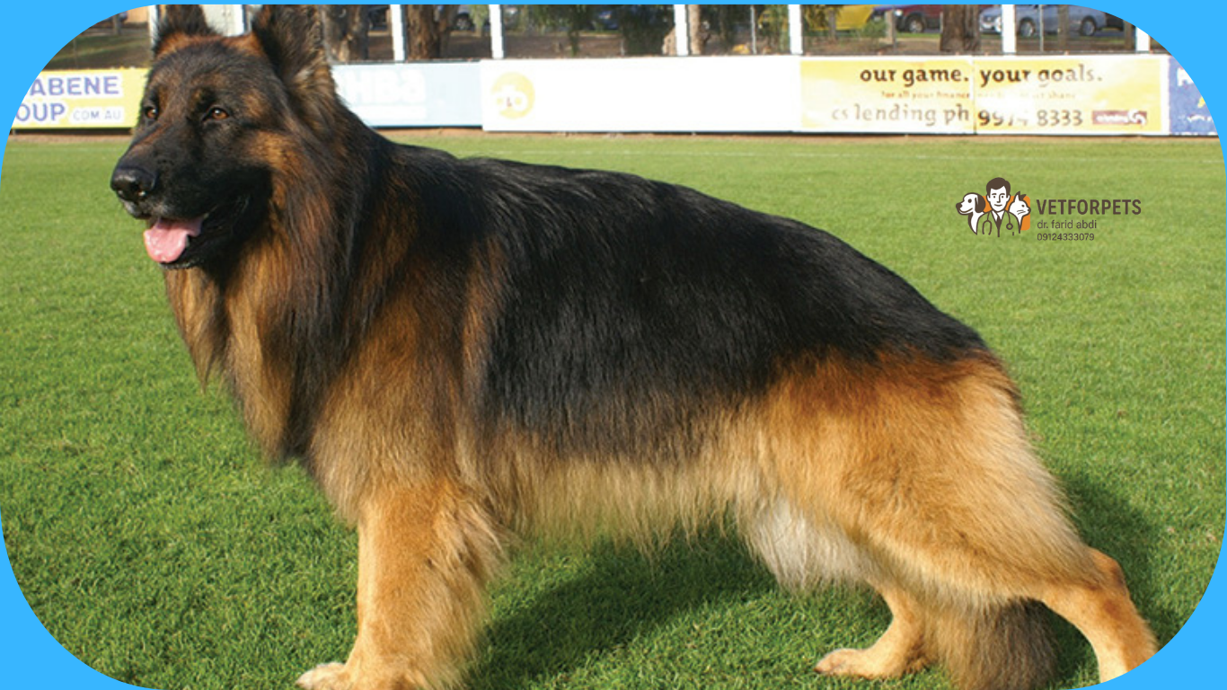 ژرمن شپرد مو بلند